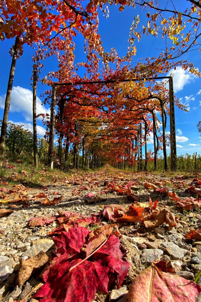 Herbstzeit in Italien Toskana