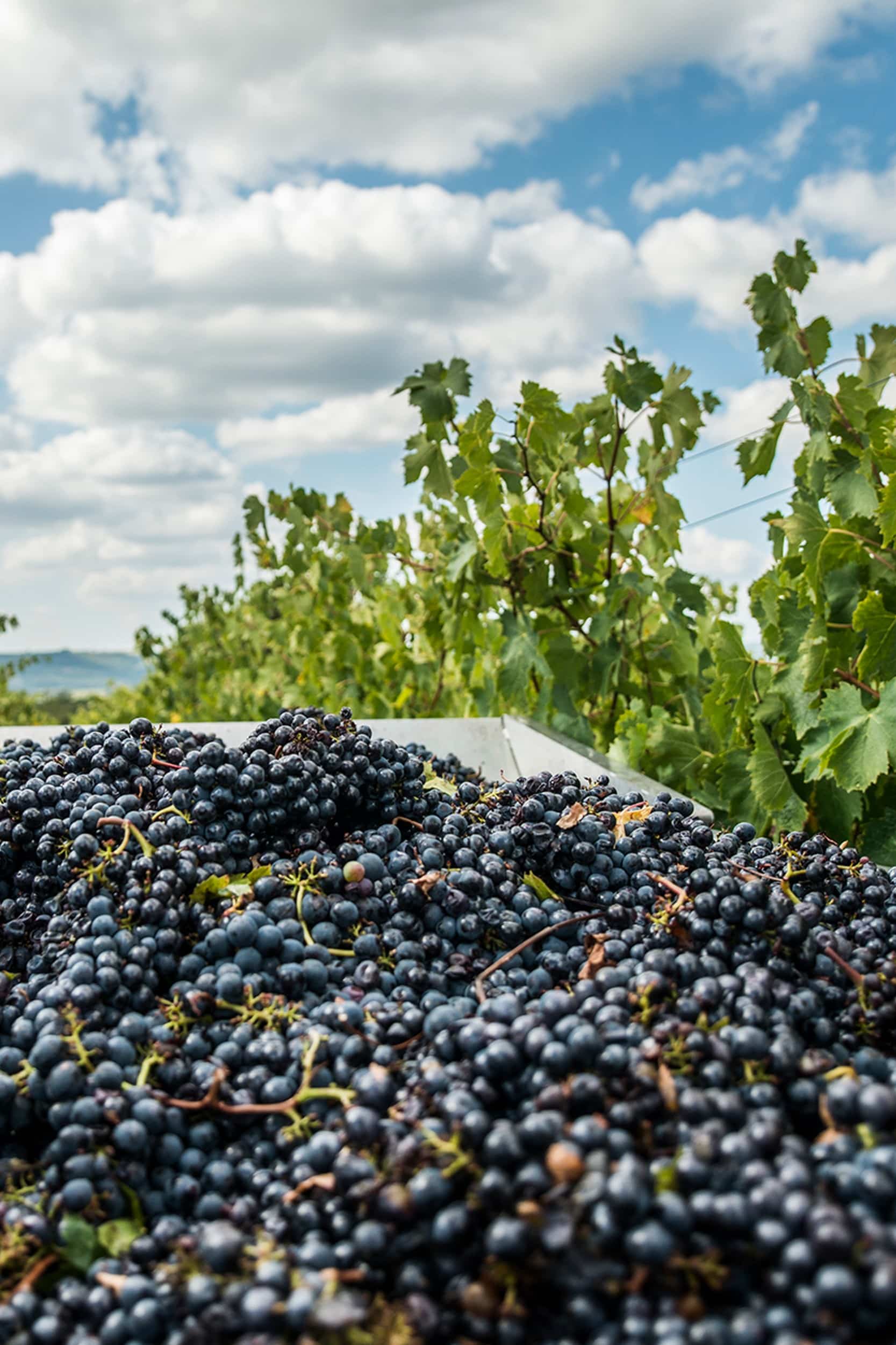 Wein: Erntezeit in der Toskana