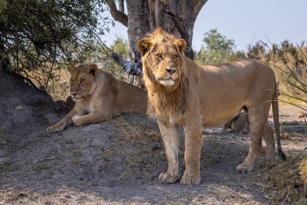 Safariurlaub Safari in Botswana Wildtierreservat Löwen beobachten Wildtiere Afrika-Reise