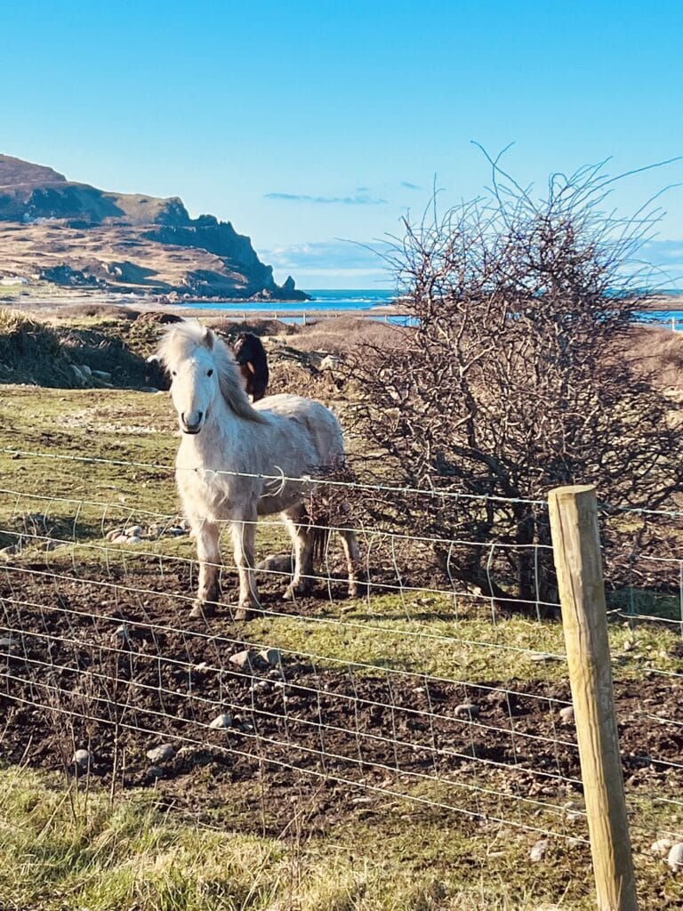 Connemara Pony in Donegal