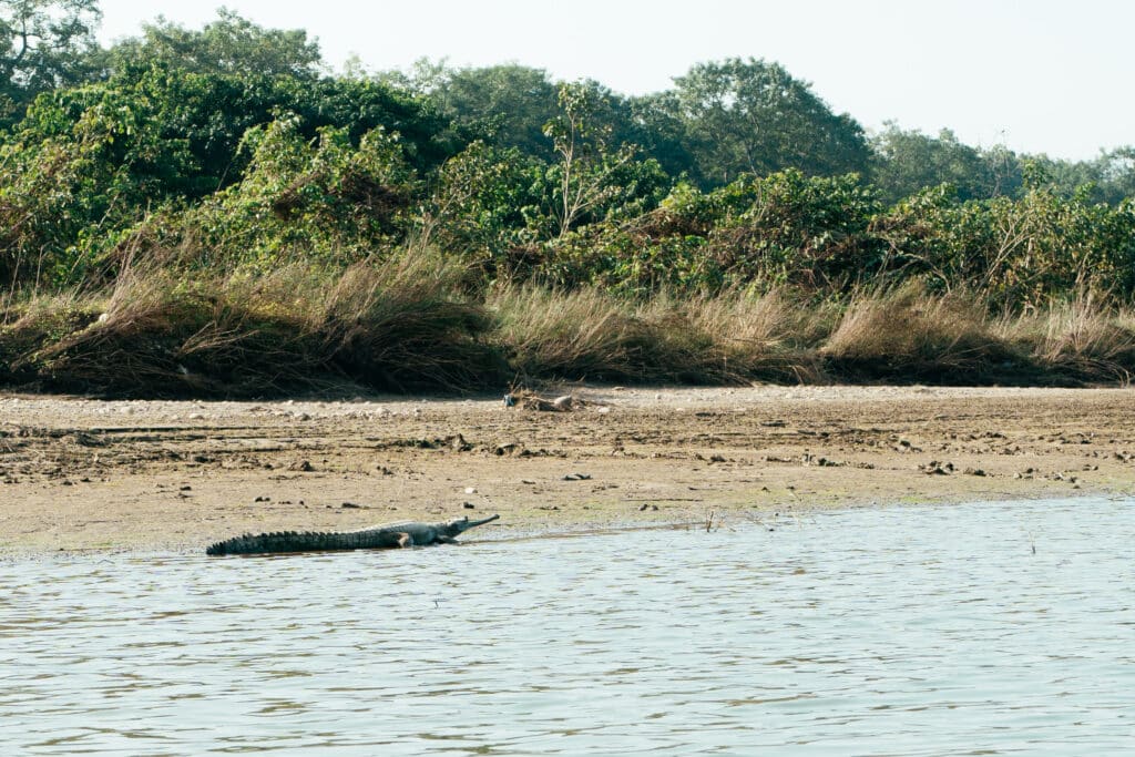 Nepal mal anders: Abenteuer im Kasara Chitwan Resort