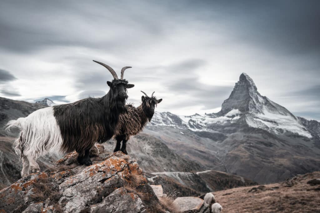 Schwarzhalsziegen auf dem Matterhorn bei Zermatt Reiseziel Schweiz