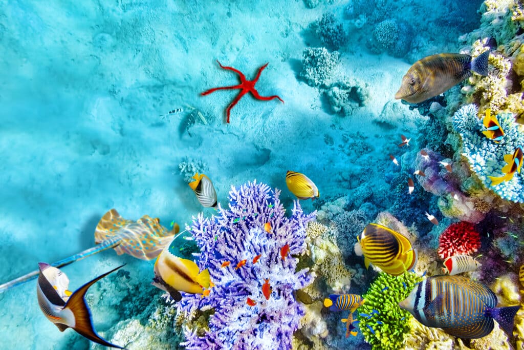 Unterwasser im Roten Meer mit Korallen und tropischen bunten Fischen